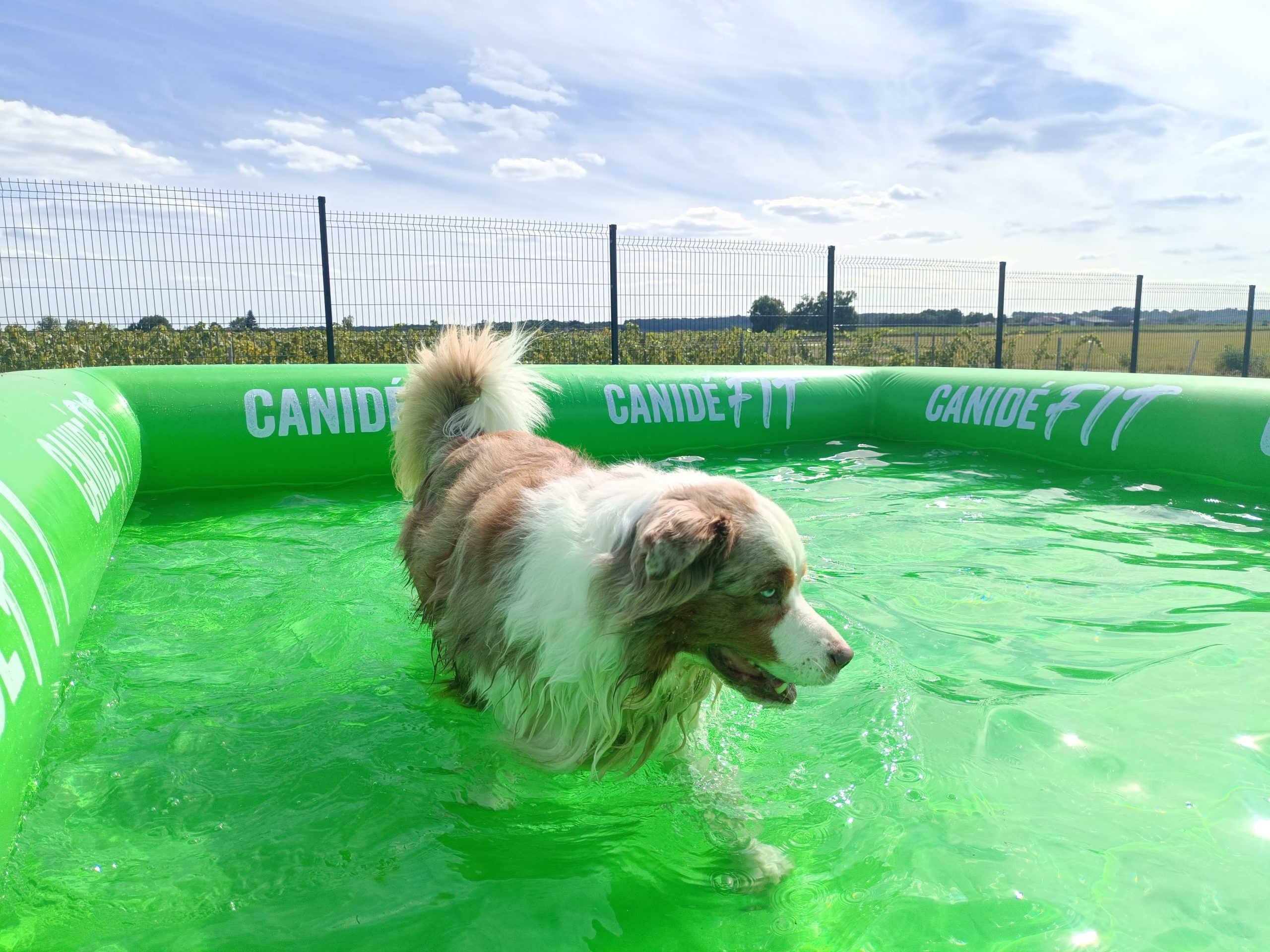 Berger Australien Piscine aire de jeux cognac pet resort pension chien proche de Cognac