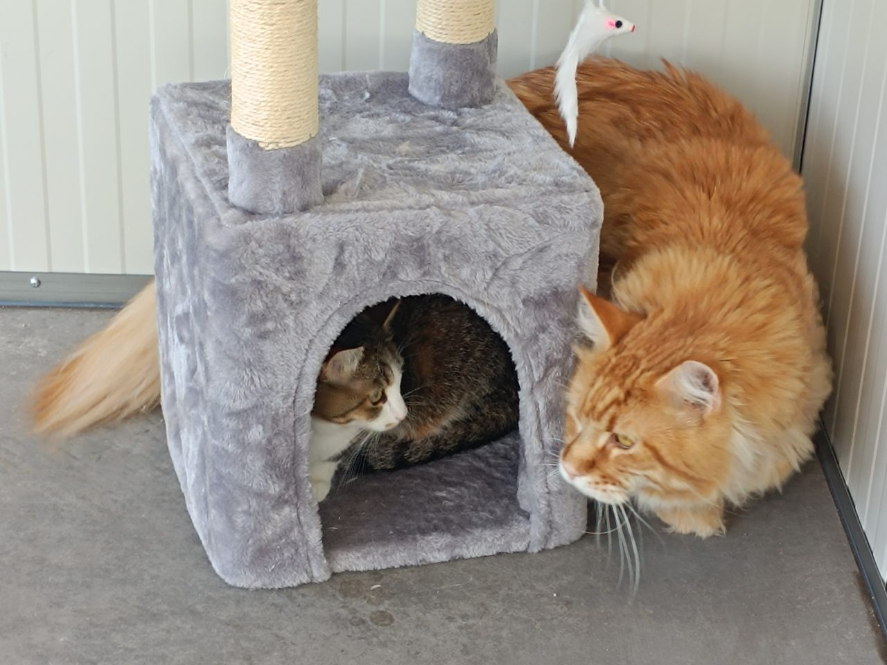 pension chat cognac pet resort