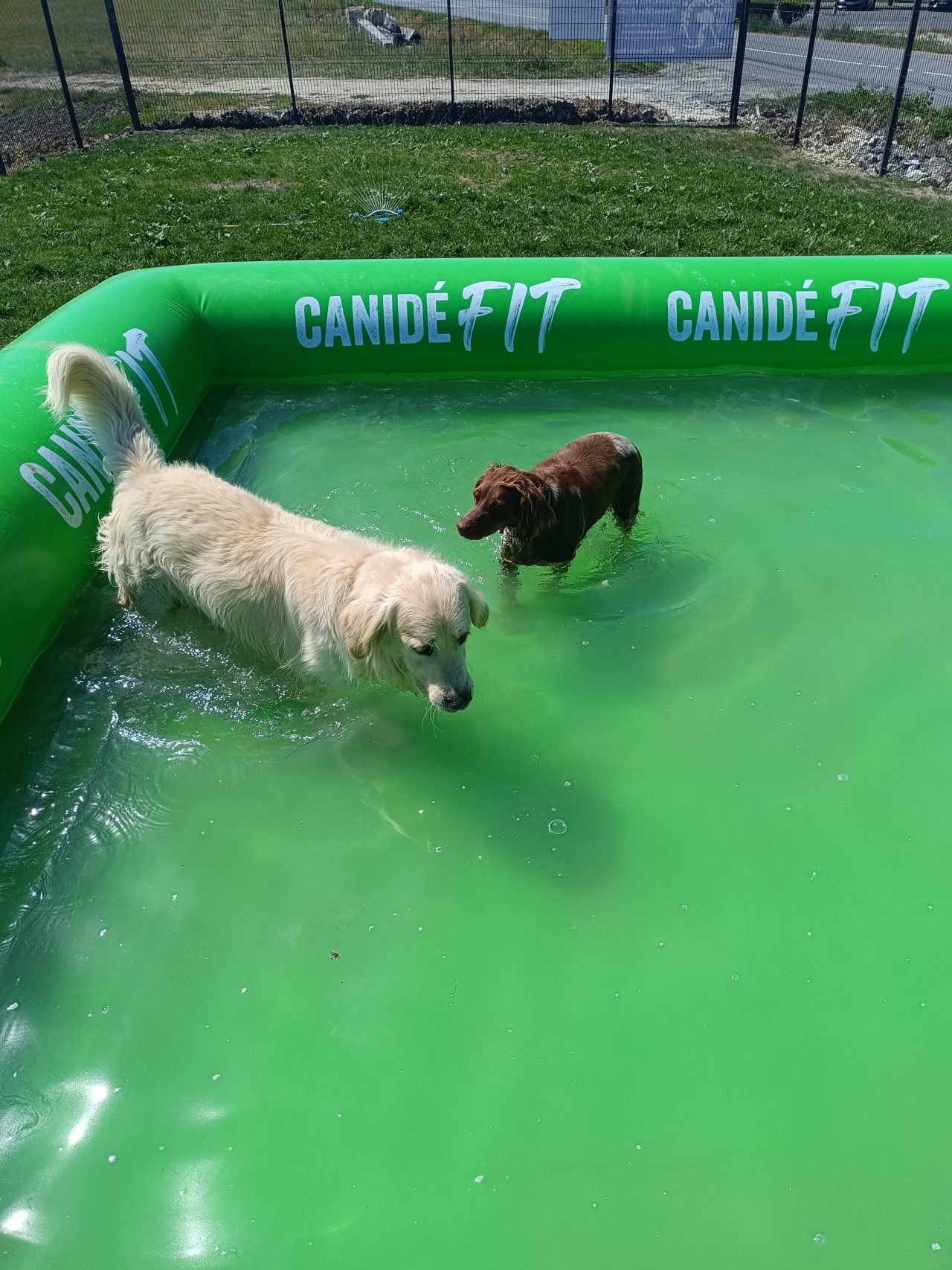 Chiens qui jouent dans la piscine de l'aire de jeux du cognac Pet resort- pension chien
