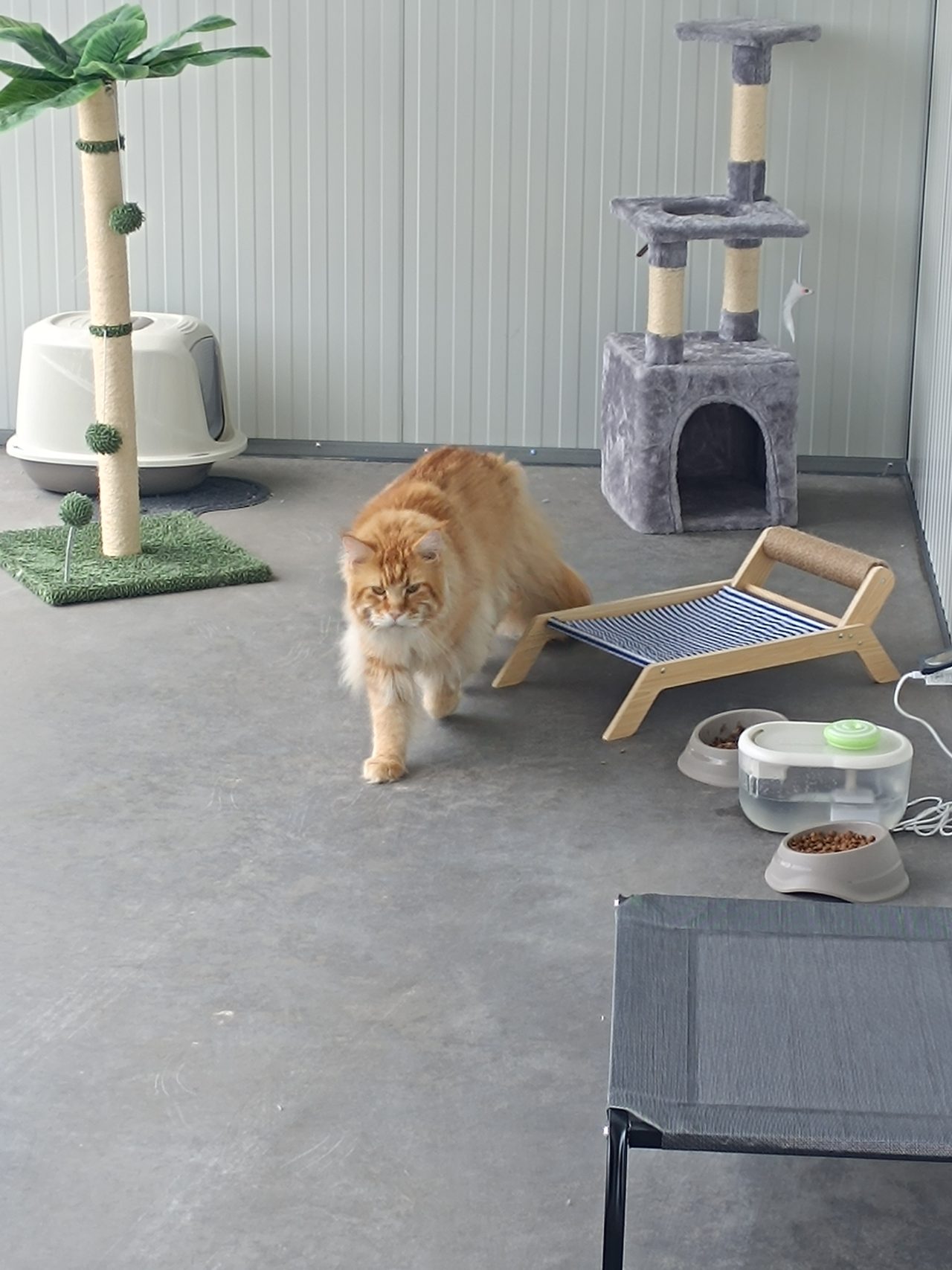 pension chat cognac pet resort