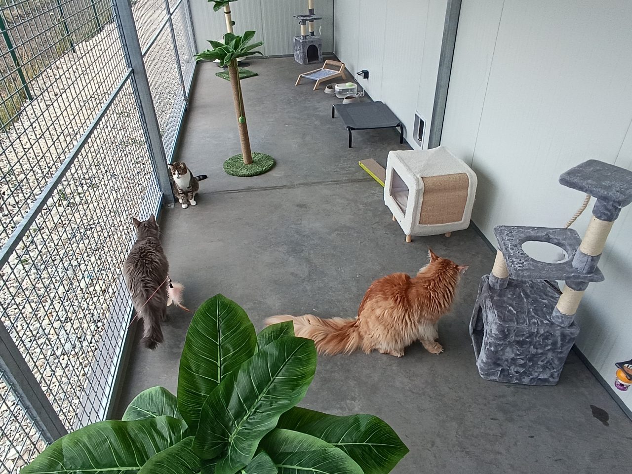 pension chat cognac pet resort