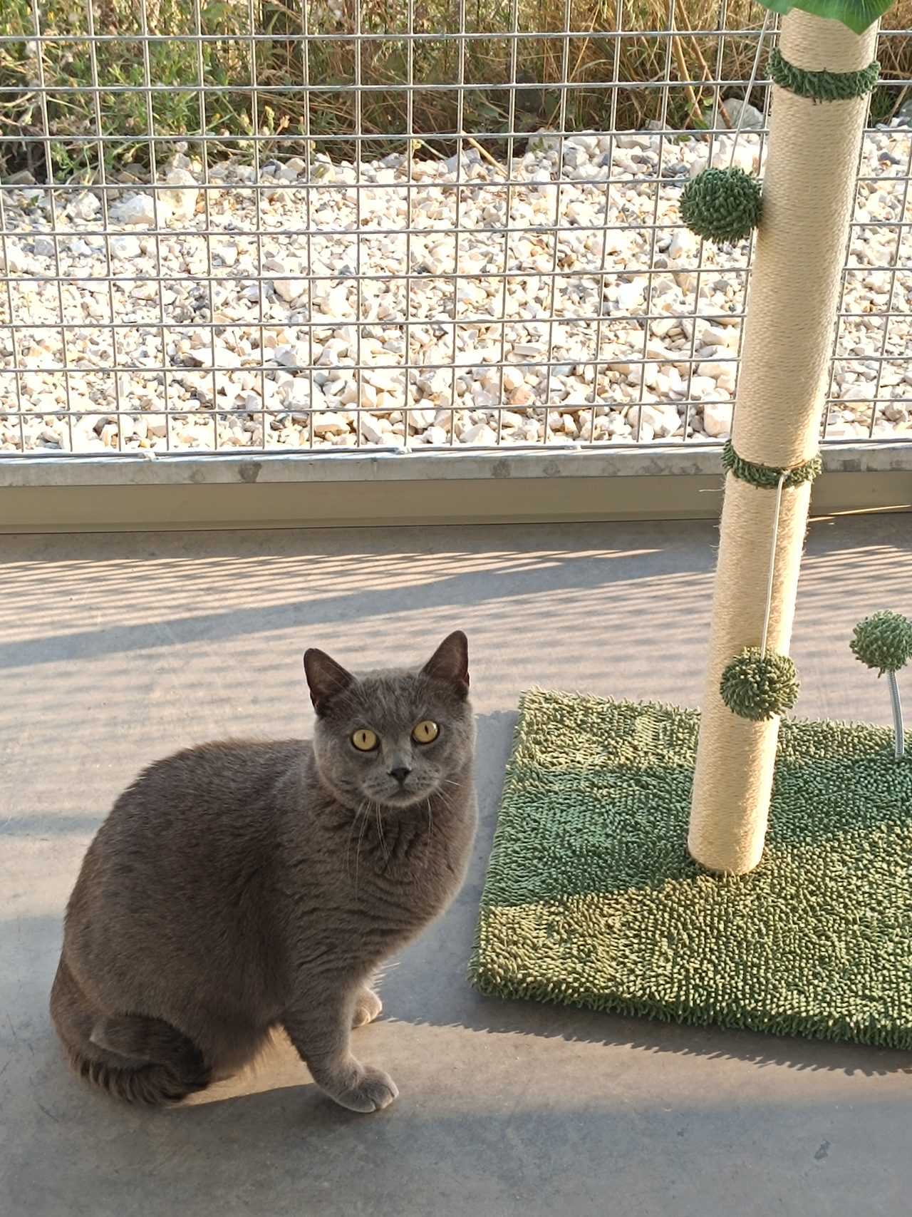 pension chat cognac pet resort