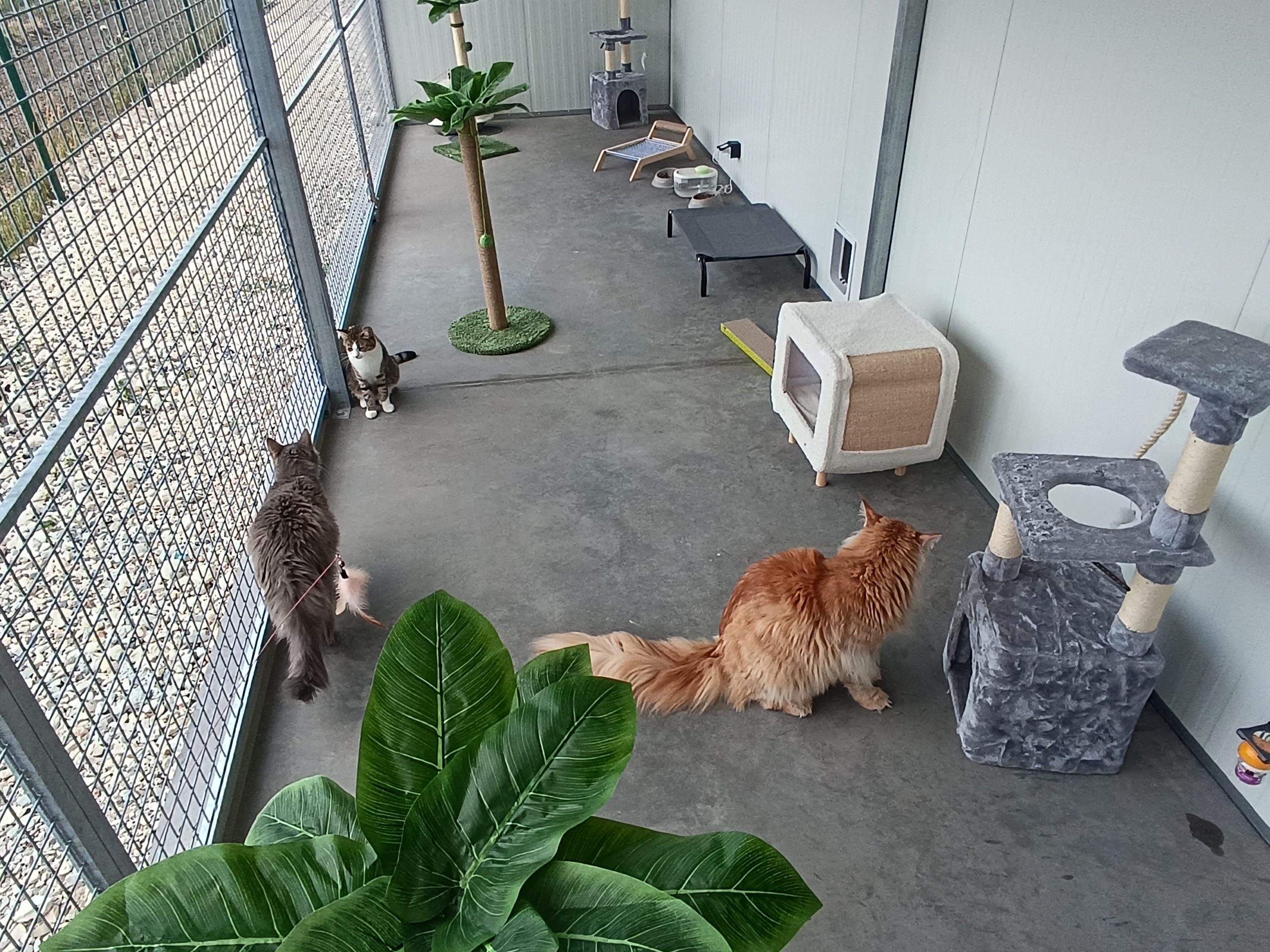 pension chat cognac pet resort