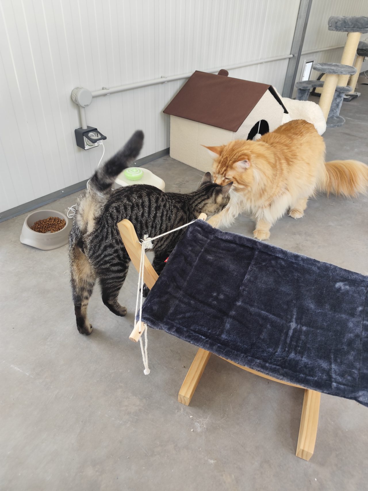 pension chat cognac pet resort