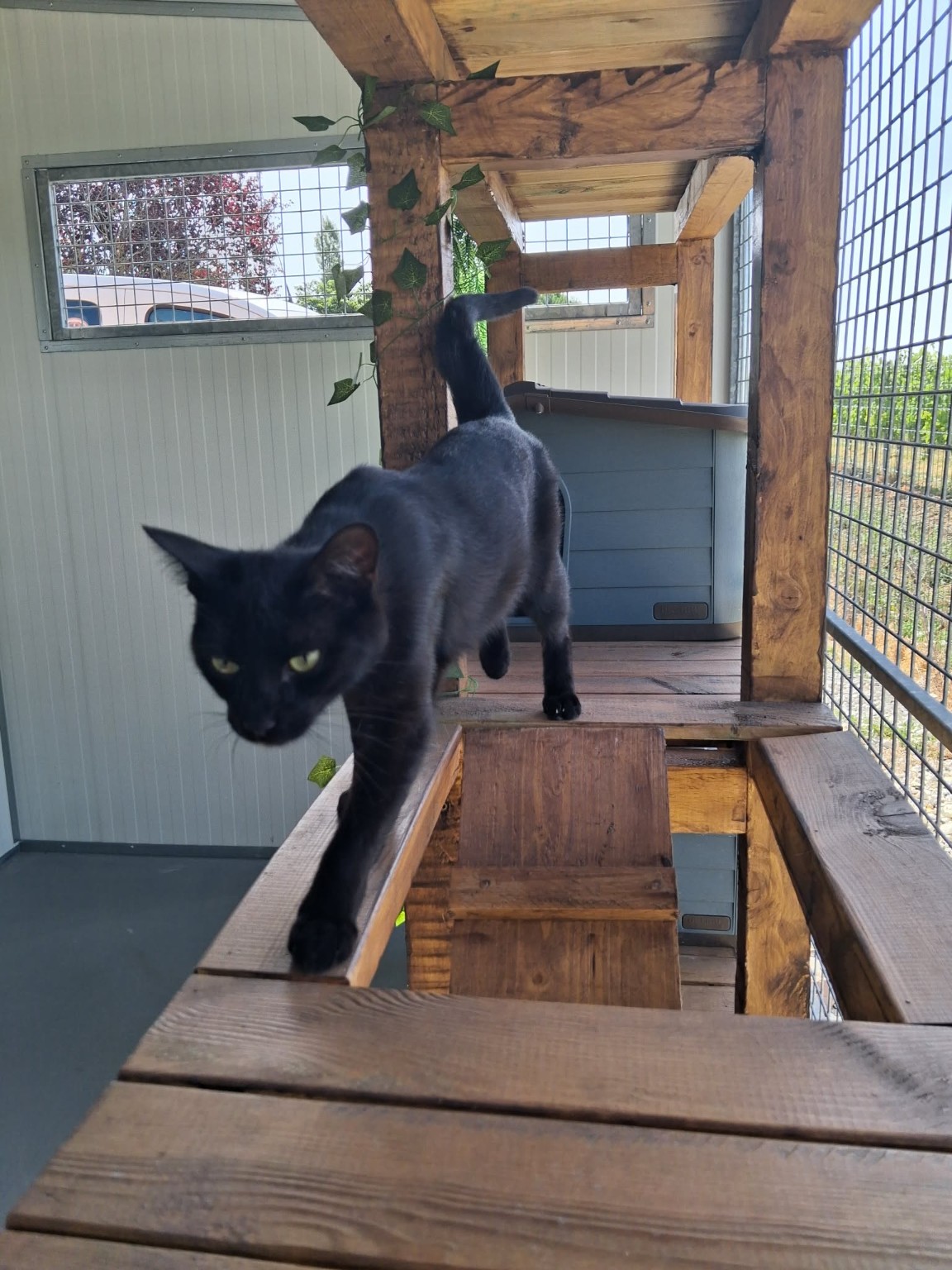 aire de jeux chats