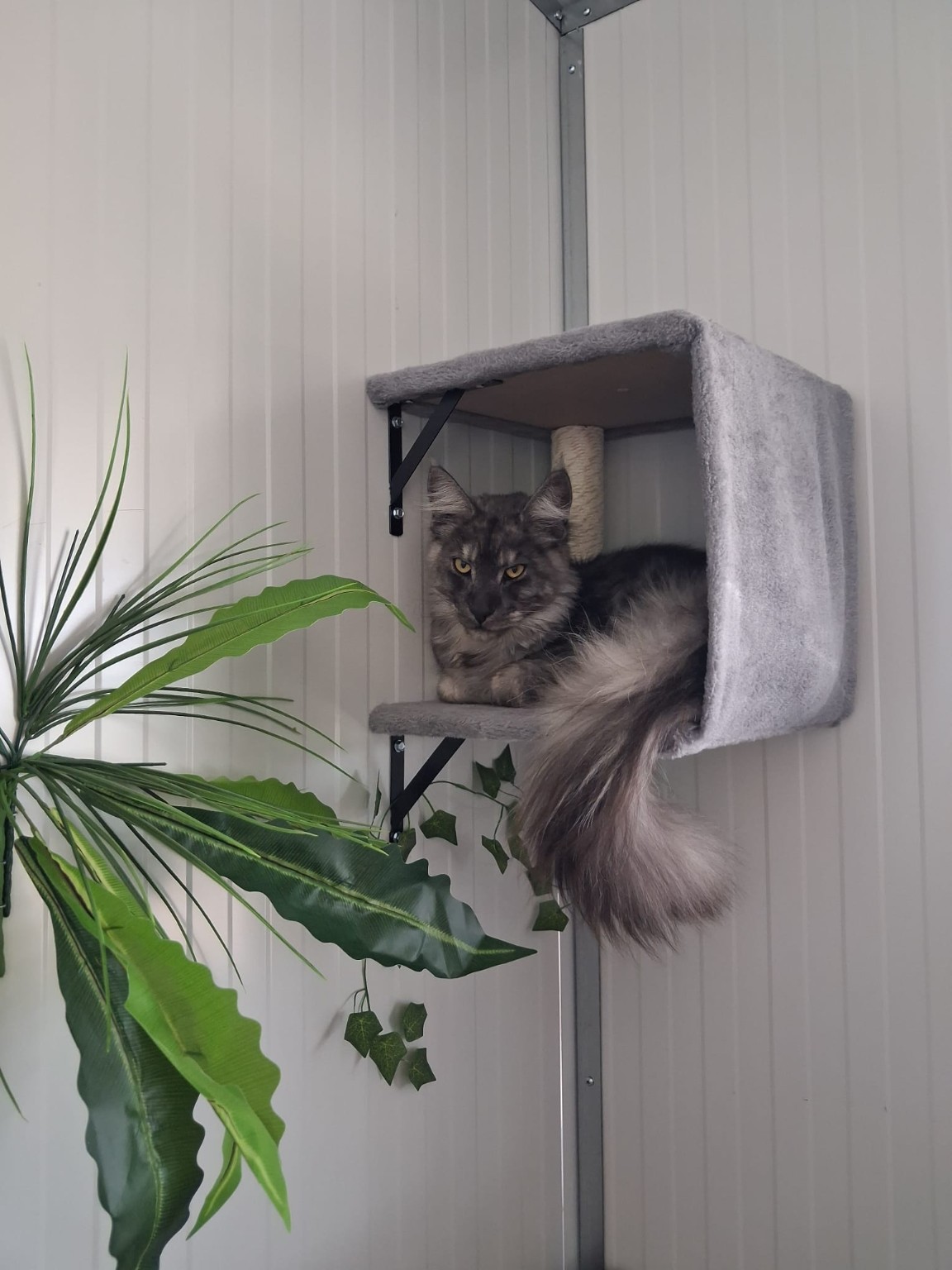 chat perché